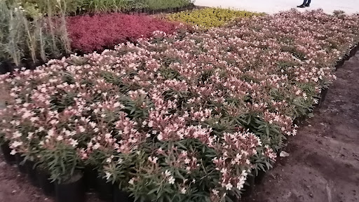 Vivero canarios huachipa